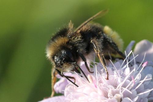 Réf. 297 098 : Bombus lapidarius
